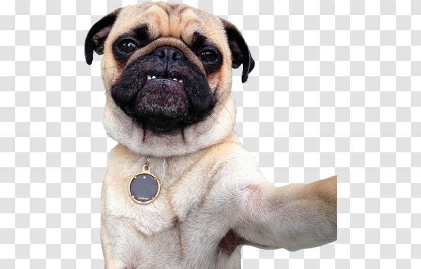 Pug Dog Breed Puppy Companion Toy - Love Transparent PNG