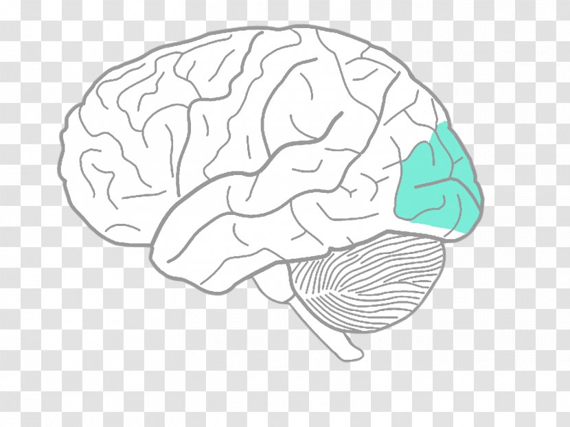 Brain Drawing Cartoon Clip Art - Heart Transparent PNG