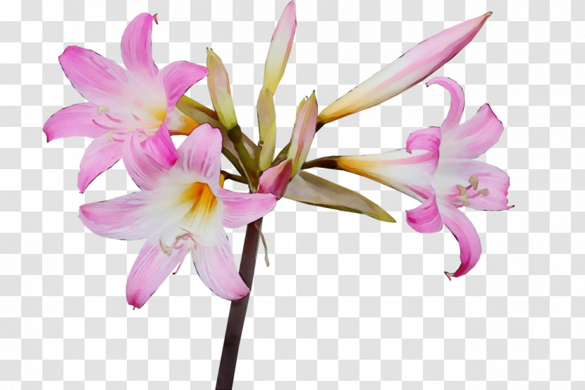 Flower Plant Petal Pink Fawn Lily Transparent PNG