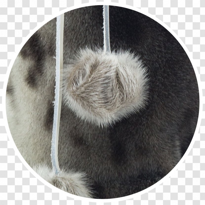 Snout Fur Whiskers - Earless Seal Transparent PNG