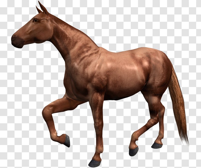 Hackney Horse Barb Paso Fino Thoroughbred Courser - Livestock - Pack Animal Transparent PNG