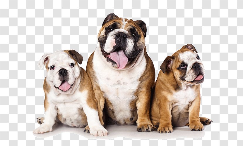 French Bulldog English Mastiff American Pit Bull Terrier - Companion Dog - And Friends Transparent PNG