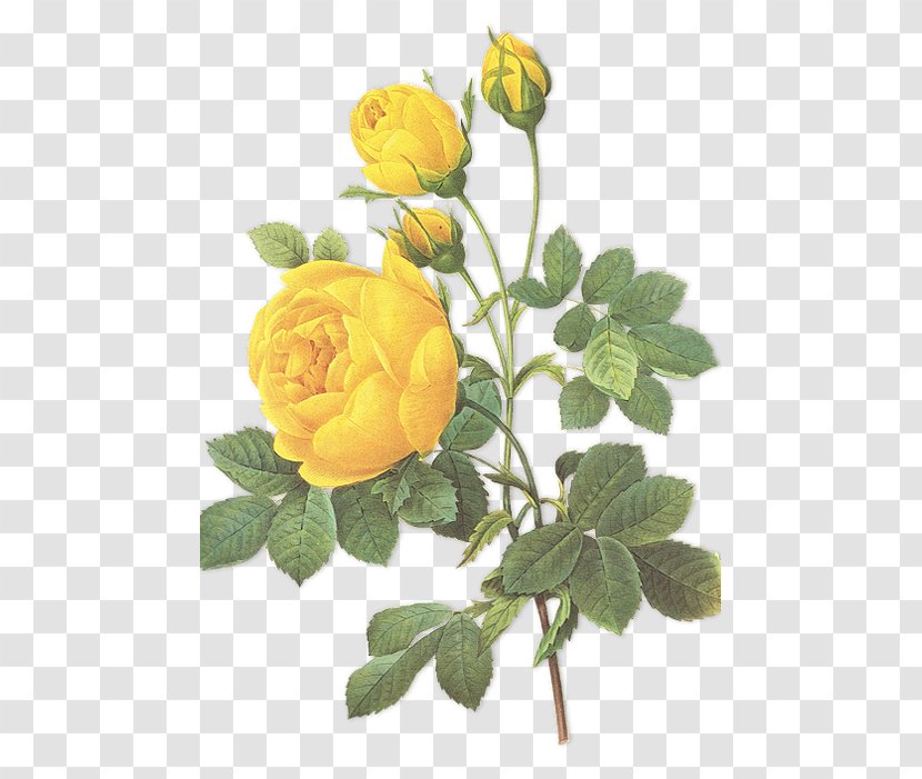Choix Des Plus Belles Fleurs Botanical Illustration Rose Botany - Plant Stem Transparent PNG