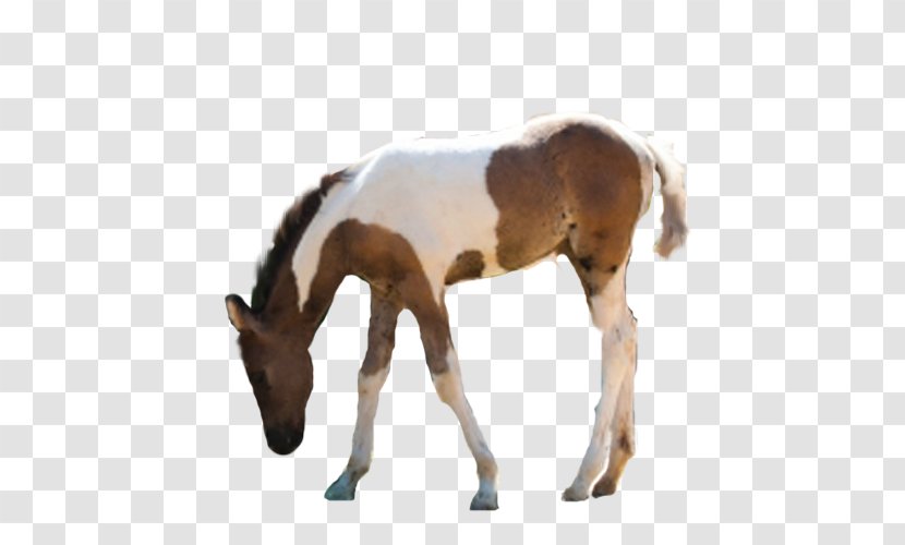 Mare Foal Mustang Stallion Colt - Rein Transparent PNG