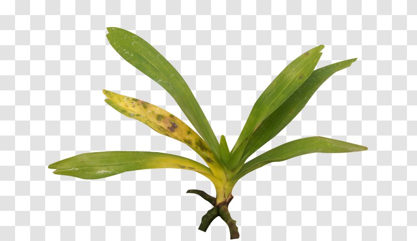 Leaf Singapore Orchid Cattleya Orchids Moth Boat - Orquideas Transparent PNG