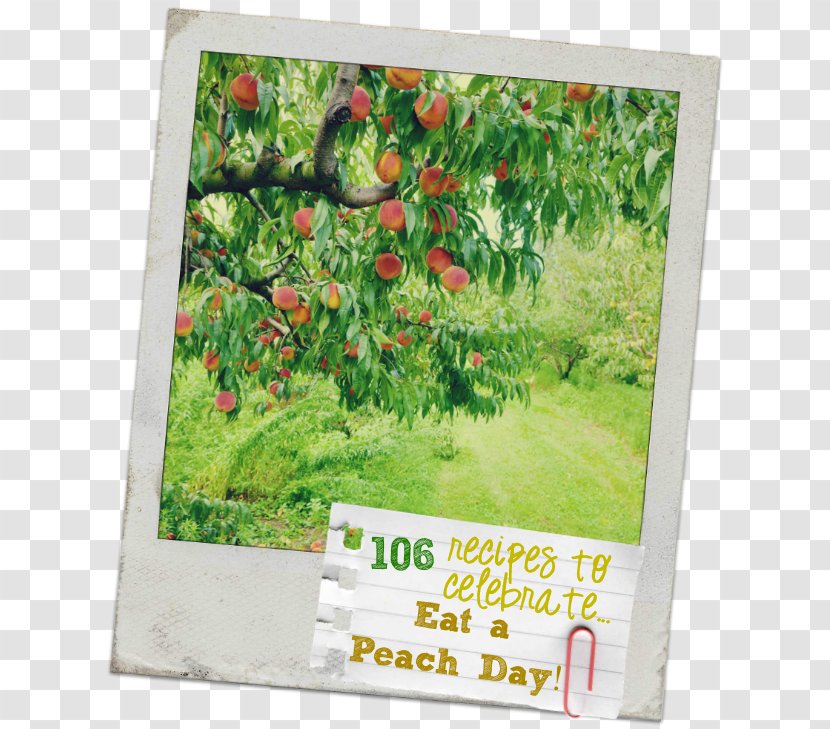Vipava Valley Peach Orchard Stock Photography Fruit - Tree Transparent PNG