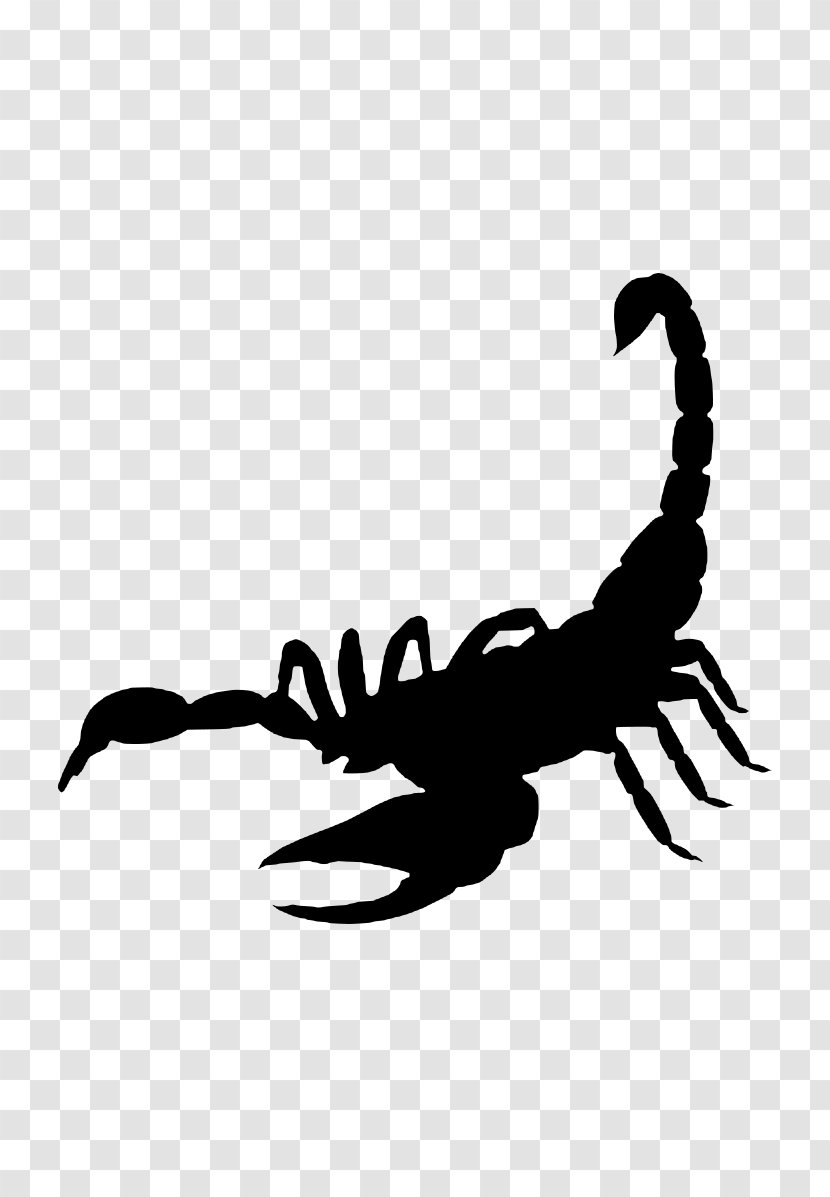 Scorpion American Lobster Crab Crayfish - Claw Seafood Transparent PNG