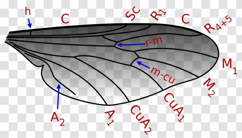 Bibionidae Insect Wing Fly - Watercolor - Vein Transparent PNG