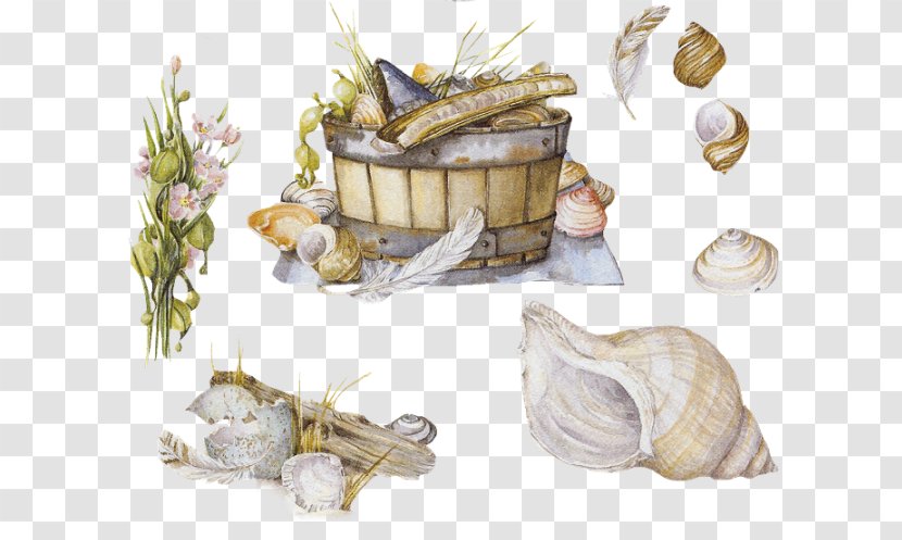 Seashell Molluscs Mollusc Shell Cuisine Shellfish Transparent PNG