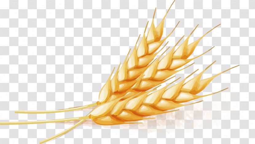 Wheat - Vecteur - Vector Transparent PNG