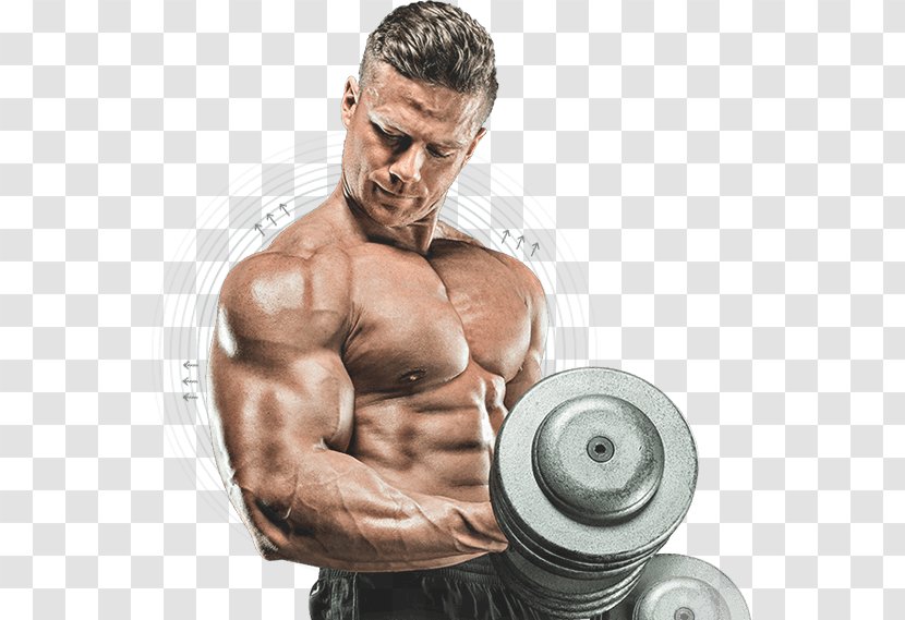 Muscle Human Body Bodybuilding - Tree Transparent PNG