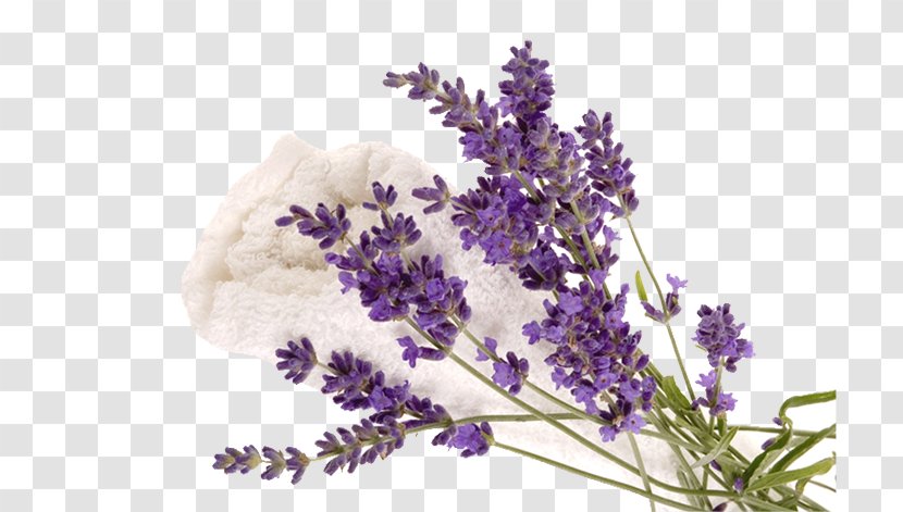 English Lavender Humidifier French Exfoliation Diffusion - Flower Transparent PNG
