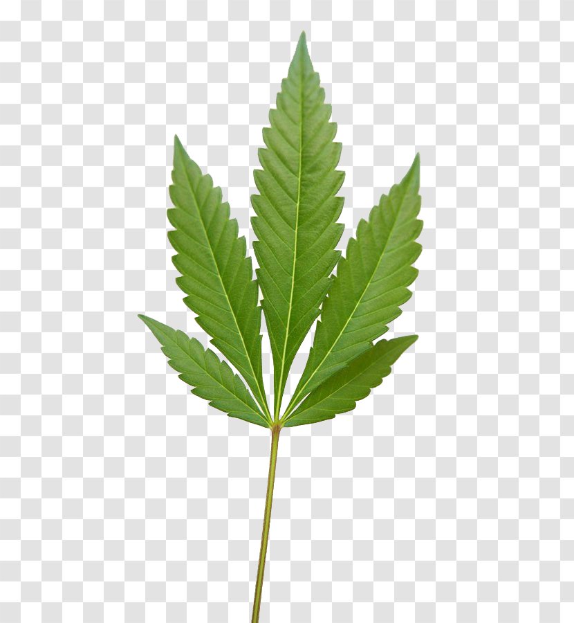 Cannabis - Hemp Family - Leaf Transparent PNG