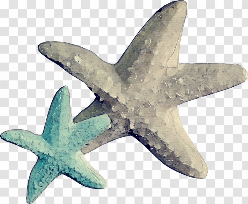 Starfish Cartoon - Animal Figure - Turquoise Transparent PNG