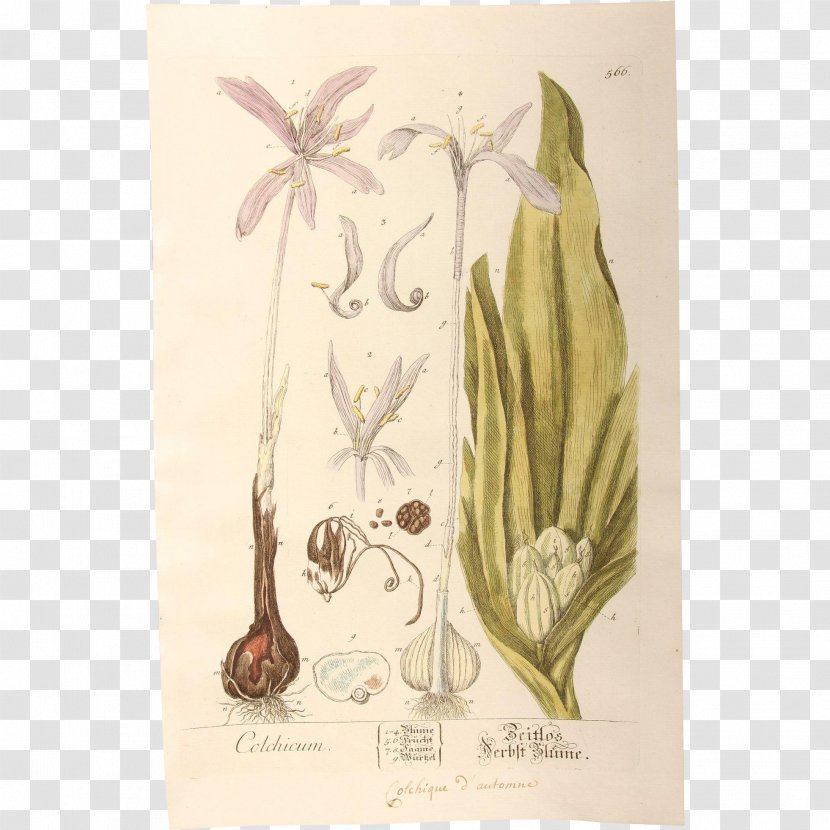 Paper Hare Drawing Flora Fauna - Saffron Transparent PNG