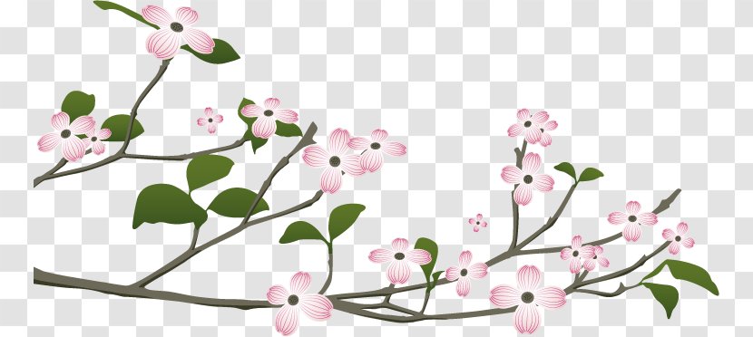 Floral Design Flowering Dogwood Cornelian Cherry Cornus Sanguinea - Blossom - Flower Transparent PNG