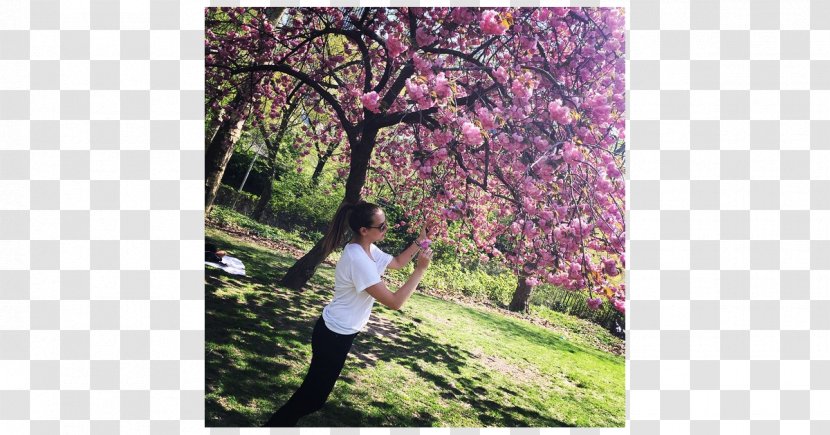 Central Park 4 May Cherry Blossom Photography Hernani - Silhouette Transparent PNG