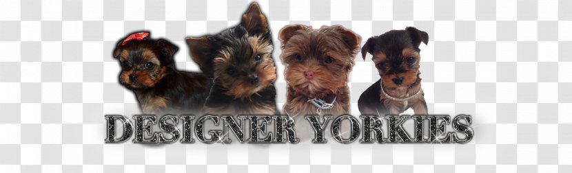 Yorkshire Terrier Puppy American Kennel Club Breed - Animal Figure - Yorkie Transparent PNG