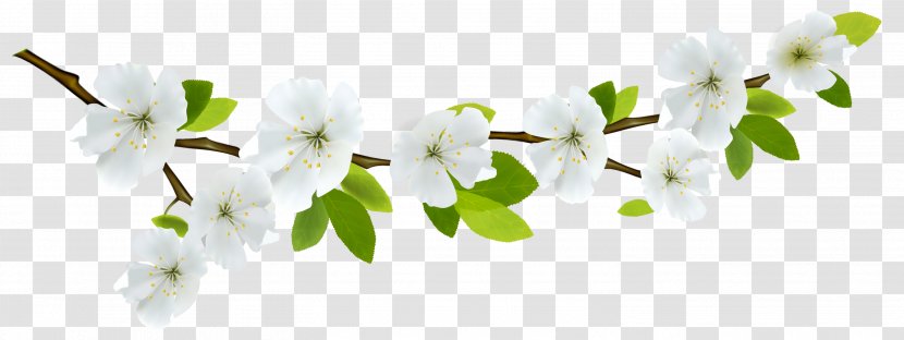 Branch Flower Desktop Wallpaper Clip Art - Twig - Spring Transparent PNG