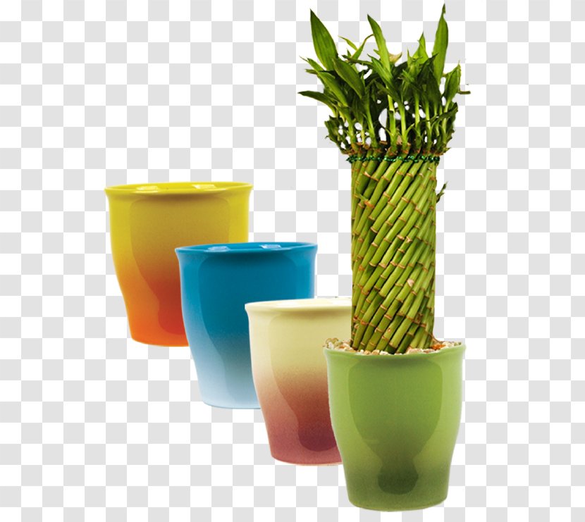 Cornell University Lucky Bamboo Plant Flowerpot Transparent PNG