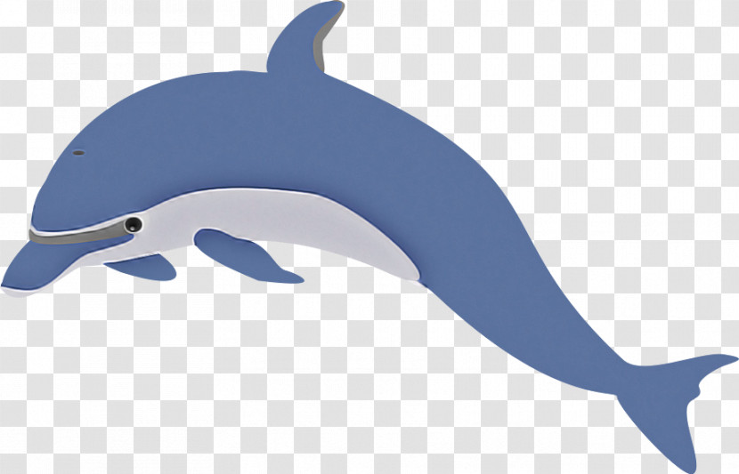 Bottlenose Dolphin Dolphin Cetacea Common Dolphins Fin Transparent PNG