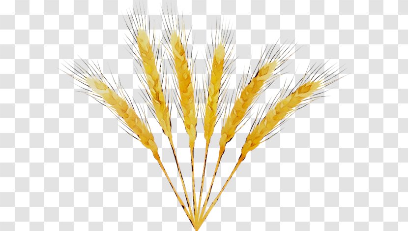 Emmer Grain Barleys - Grass - Feather Transparent PNG