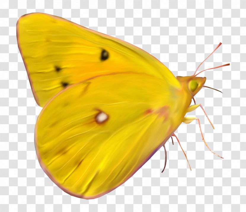 Clouded Yellows Butterfly Brush-footed Butterflies Moth Insect - Green - Summer Element Transparent PNG