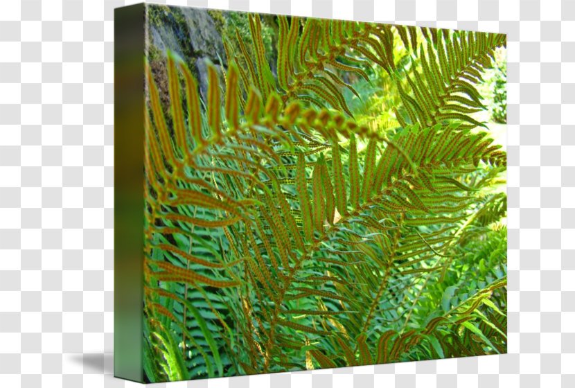 Fern Biome Vegetation Leaf Grasses - Grass Family Transparent PNG