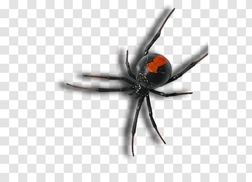 Spider Bite Pest Control Brown Recluse Redback - Insect Transparent PNG