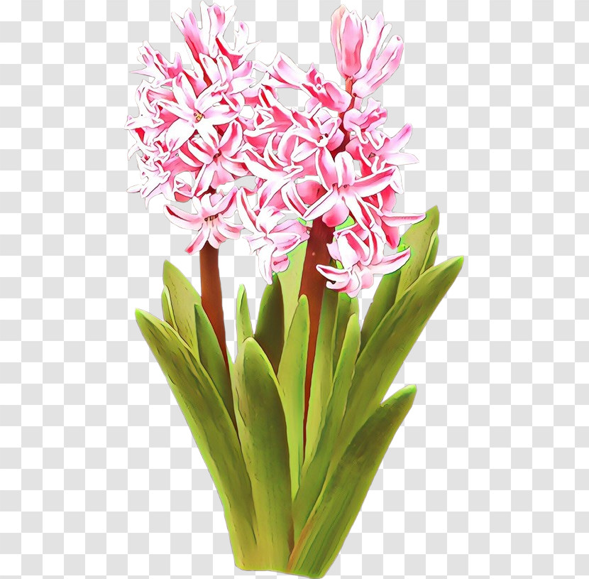 Flower Plant Pink Cut Flowers Gymea Lily Transparent PNG