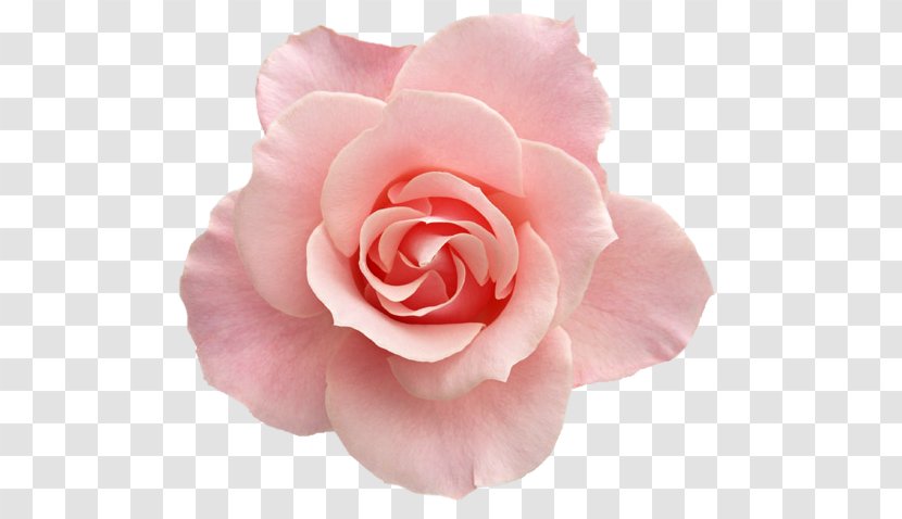 Beach Rose Flower Bouquet Garden Roses Image - Cut Flowers - Small Fresh Transparent PNG