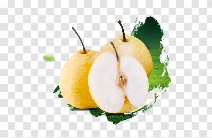 Asian Pear Pyrus Nivalis U7800u5c71u9165u68a8 Fruit - Auglis - Fresh Sydney Renderings Transparent PNG