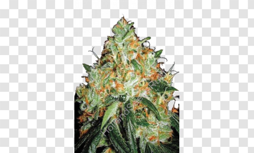 Seed Bank Cannabis Sativa Skunk Orange Bud - Autoflowering Transparent PNG