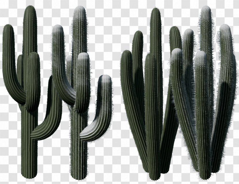 Cactaceae Normal Mapping Texture - Watercolor Cactus Transparent PNG