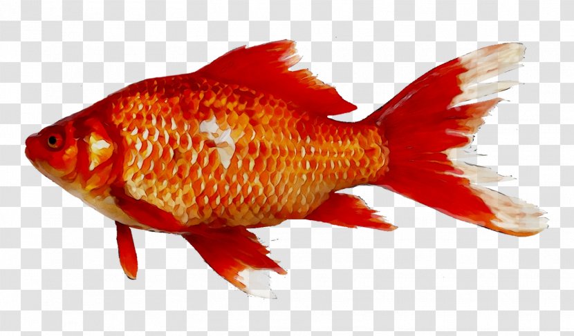 Goldfish Koi Ray-finned Fishes Aquarium - Organism - Tench Transparent PNG
