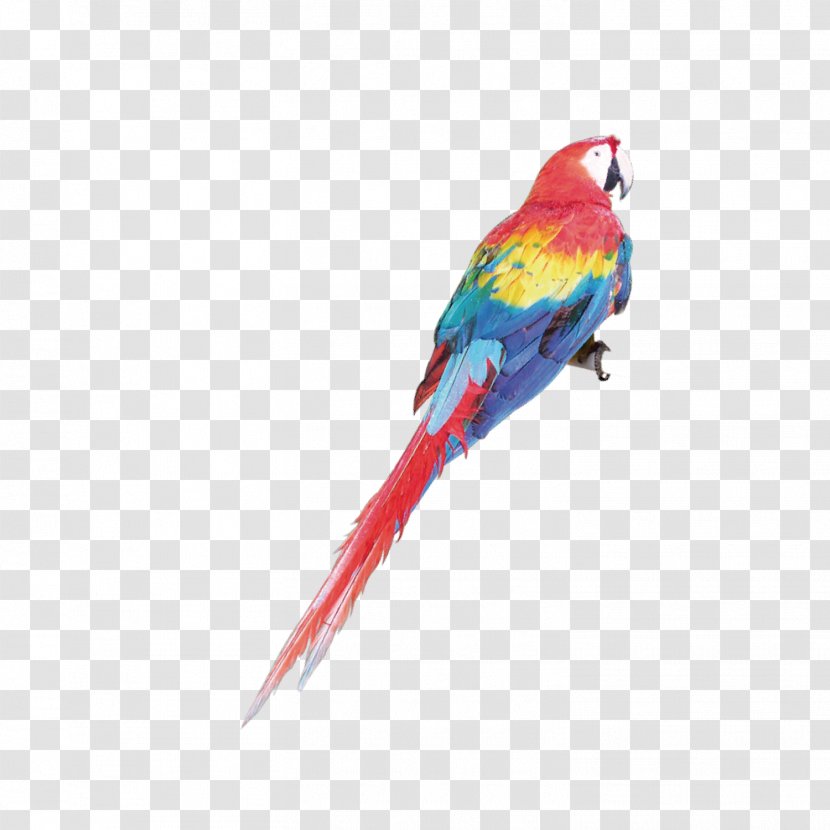 Budgerigar Parrot Macaw Parakeet - Color Transparent PNG