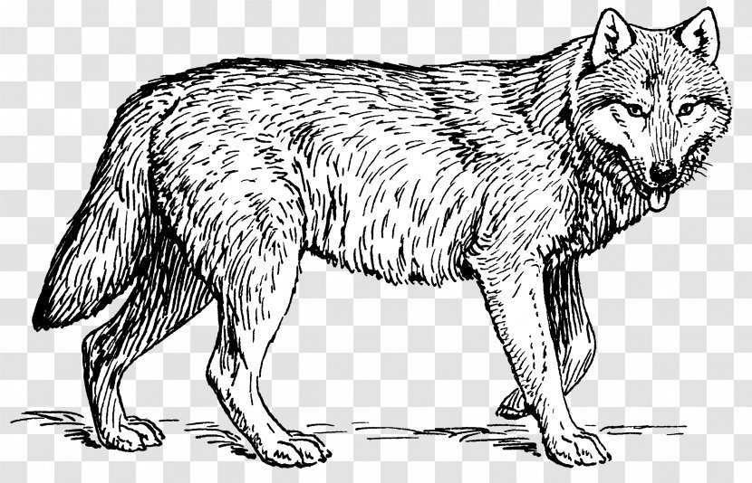 Puppy Arctic Wolf Coloring Book Pack Clip Art - Organism Transparent PNG
