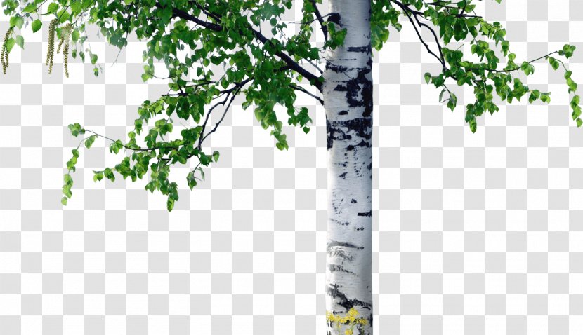 Birch Tree Trunk Coarse Woody Debris - Bark - Column Transparent PNG
