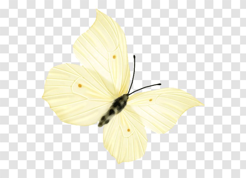 Nymphalidae Butterfly Insect Pieridae - Designer Transparent PNG