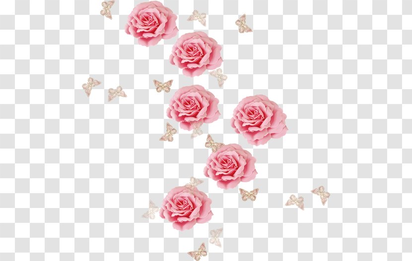 Garden Roses Flower Centifolia Pink - Rosa Transparent PNG