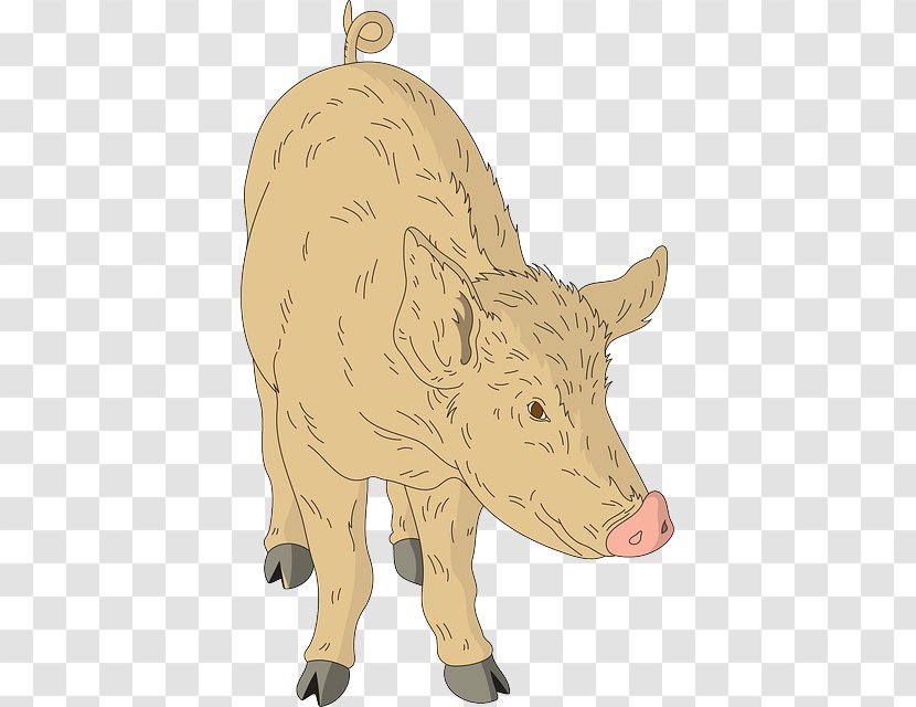 Domestic Pig Cattle Animal Transparent PNG