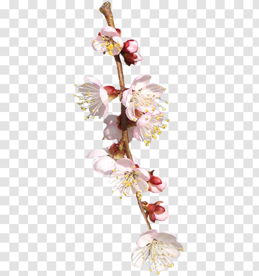 Cut Flowers Floral Design Spring Plant Stem - Cherry Blossom - Flower Transparent PNG
