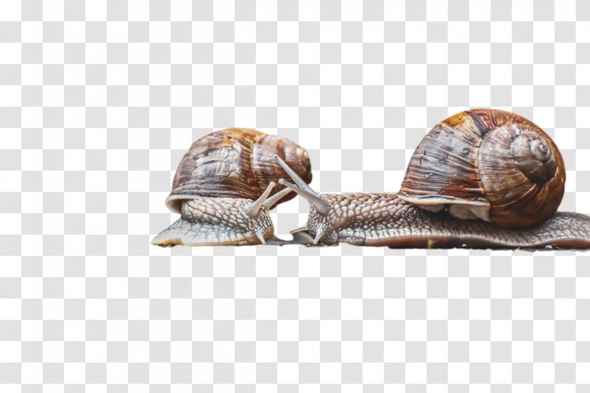 Gastropods Snail Slug Mollusca Transparent PNG