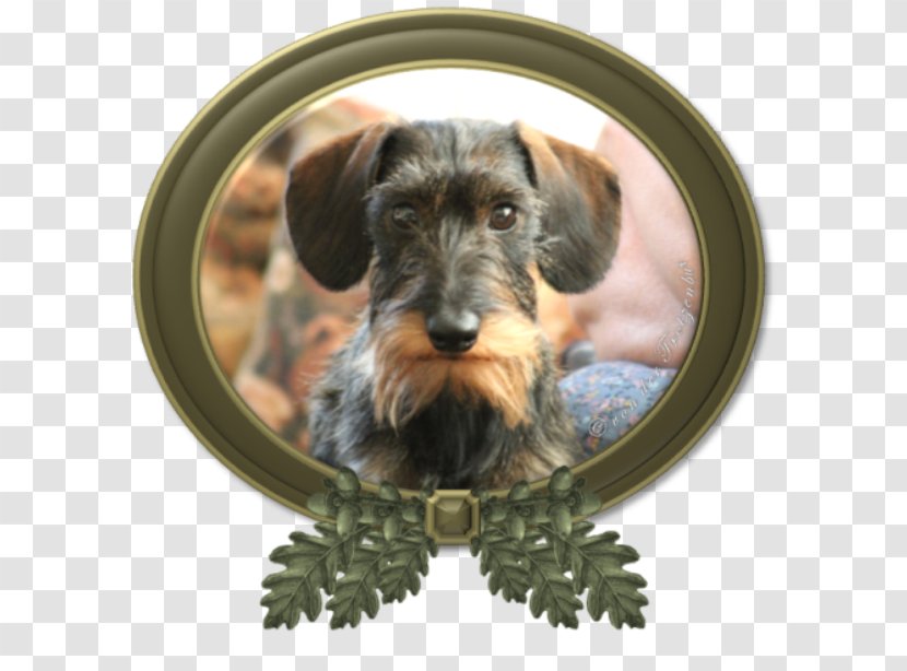 Miniature Schnauzer Dachshund Cesky Terrier Schnoodle Puppy - Bread Pan Transparent PNG