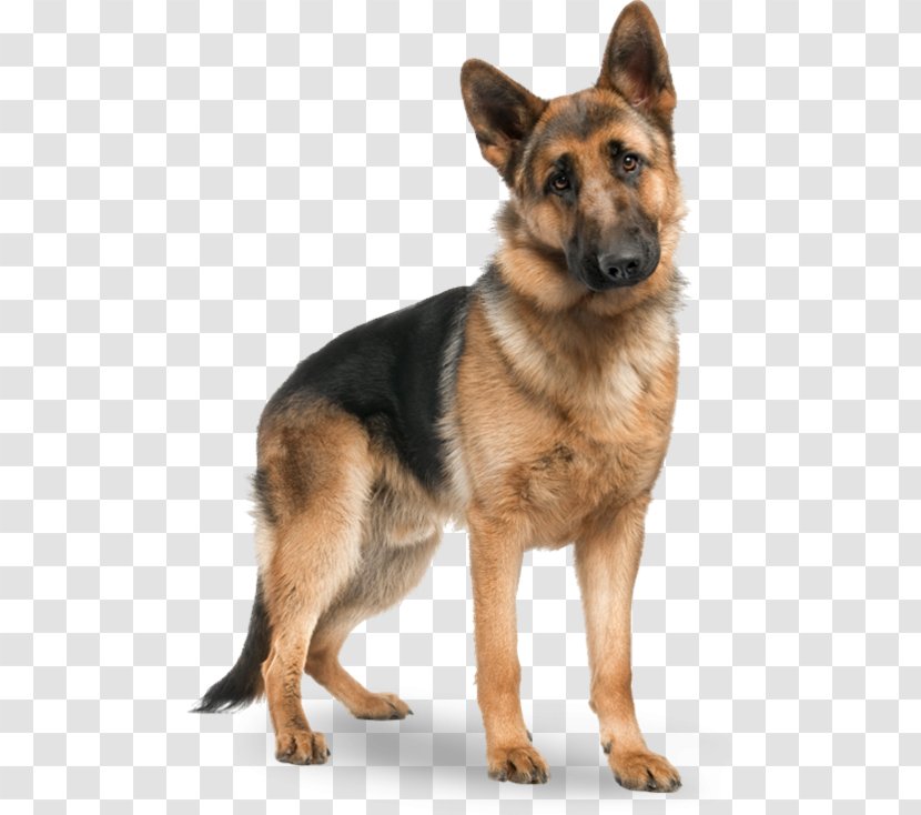 German Shepherd Puppy Cat Beagle Pet - Carnivoran Transparent PNG