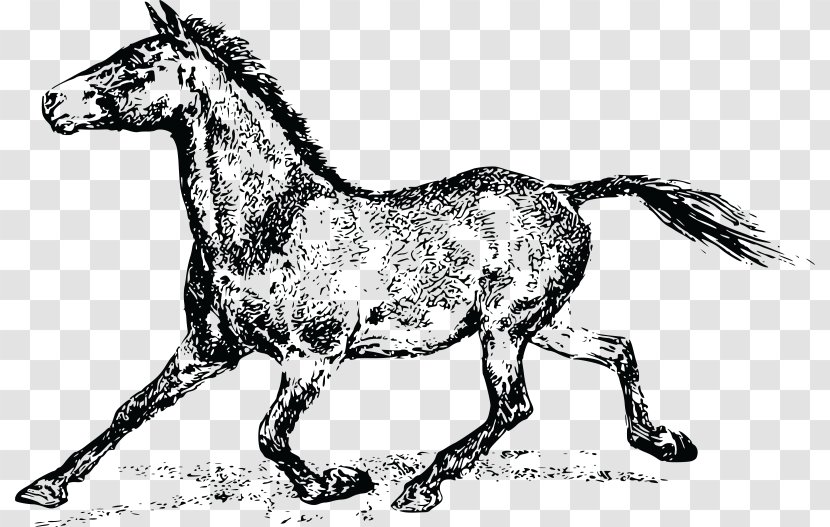 Horse Clip Art Vector Graphics Image Pony - Public Domain Transparent PNG
