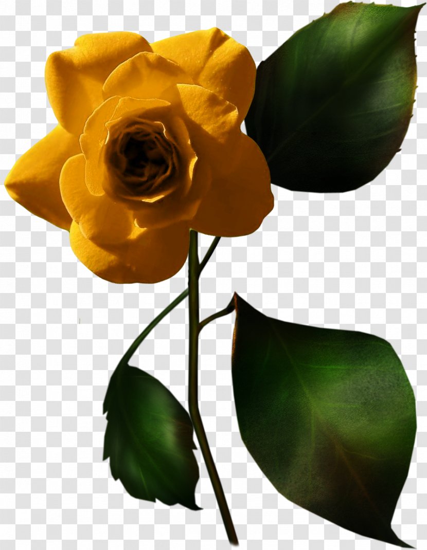 Garden Roses White Rose Of York Love Transparent PNG