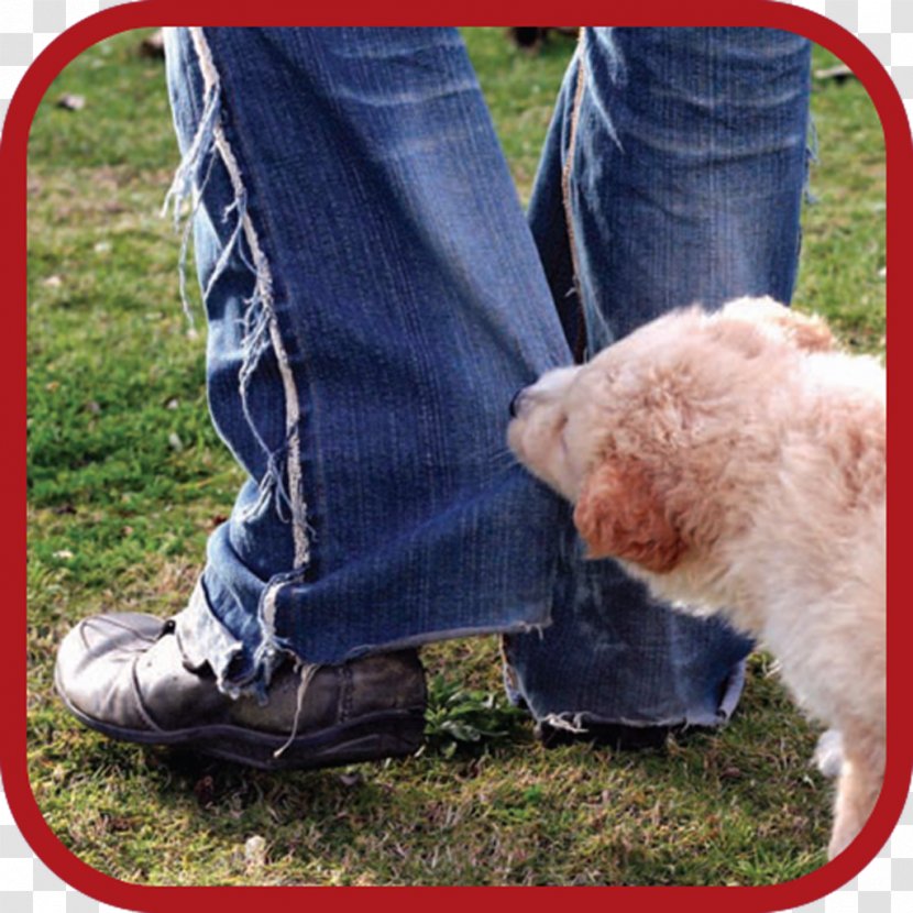 Dog Shoe Snout Google Play - Like Mammal Transparent PNG