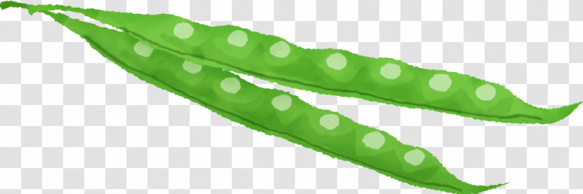 Plant Stem Leaf Vegetable Plants Science Transparent PNG