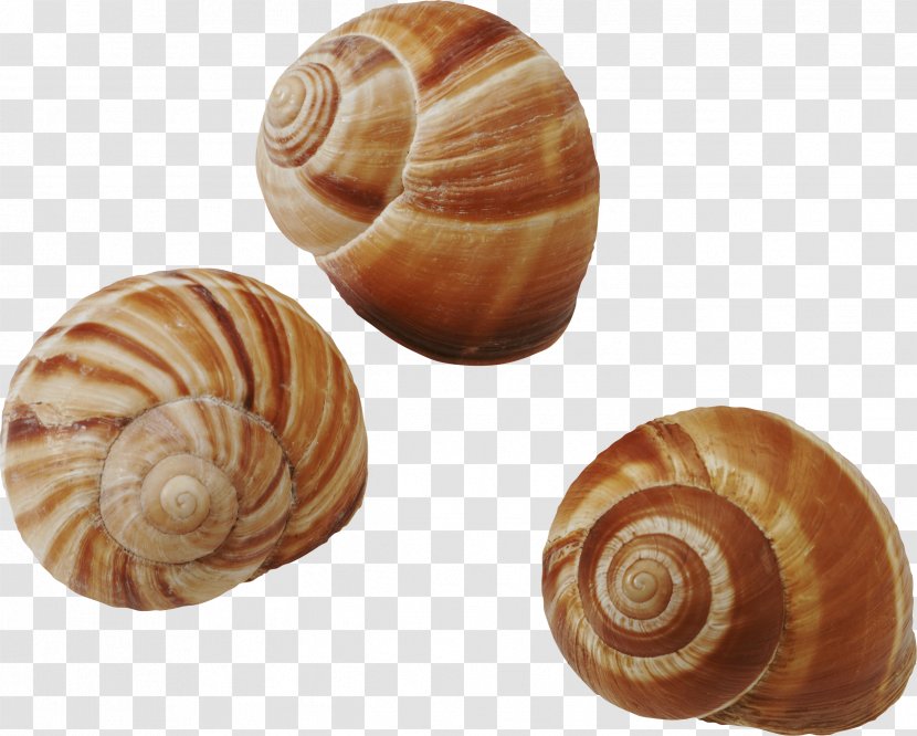 Seashell Common Periwinkle Snail Gastropods Transparent PNG